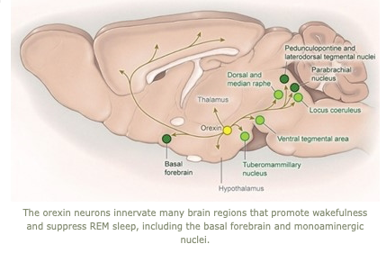 Image of orexin neurons innervating brain regions