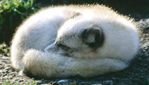 Arctic Fox at rest