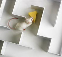 Mouse in a maze