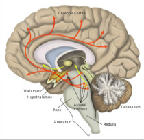 Side view of brain with arousal centers