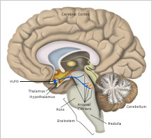Side view of brain showing location of VLPO
