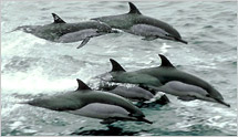 Dolphins leaping