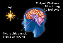 Picture of light exposure affecting suprachiasmatic nucleus