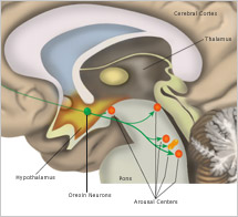 View of brainstem showing orexin neurons