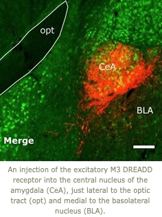 Image of injection of the excitatory M3 DREADD receptor into the central nucleus of the amygdala