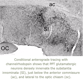 Image of conditional anterograde tracing with channelrhodopsin showing glutamatergic neurons innervating substantia nigra
