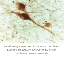 Image of noradrenergic neurons of the locus coeruleius innvervated by orexin containing nerve terminals