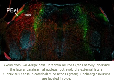 Axons from GABAergic basal forebrain neurons innervate the lateral parabrachial nucleus