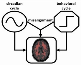 The schematic diagram of the interactive effects of the circadian cycle and the daily behavioral cycle on physiological functions.