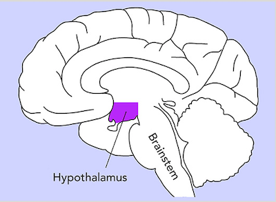 Hypothalamus Location