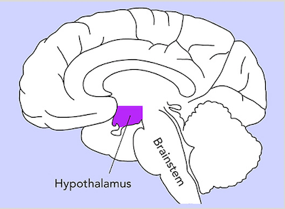 narcolepsy hypocretin