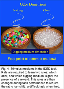 Stimulus mediums in the IDED task